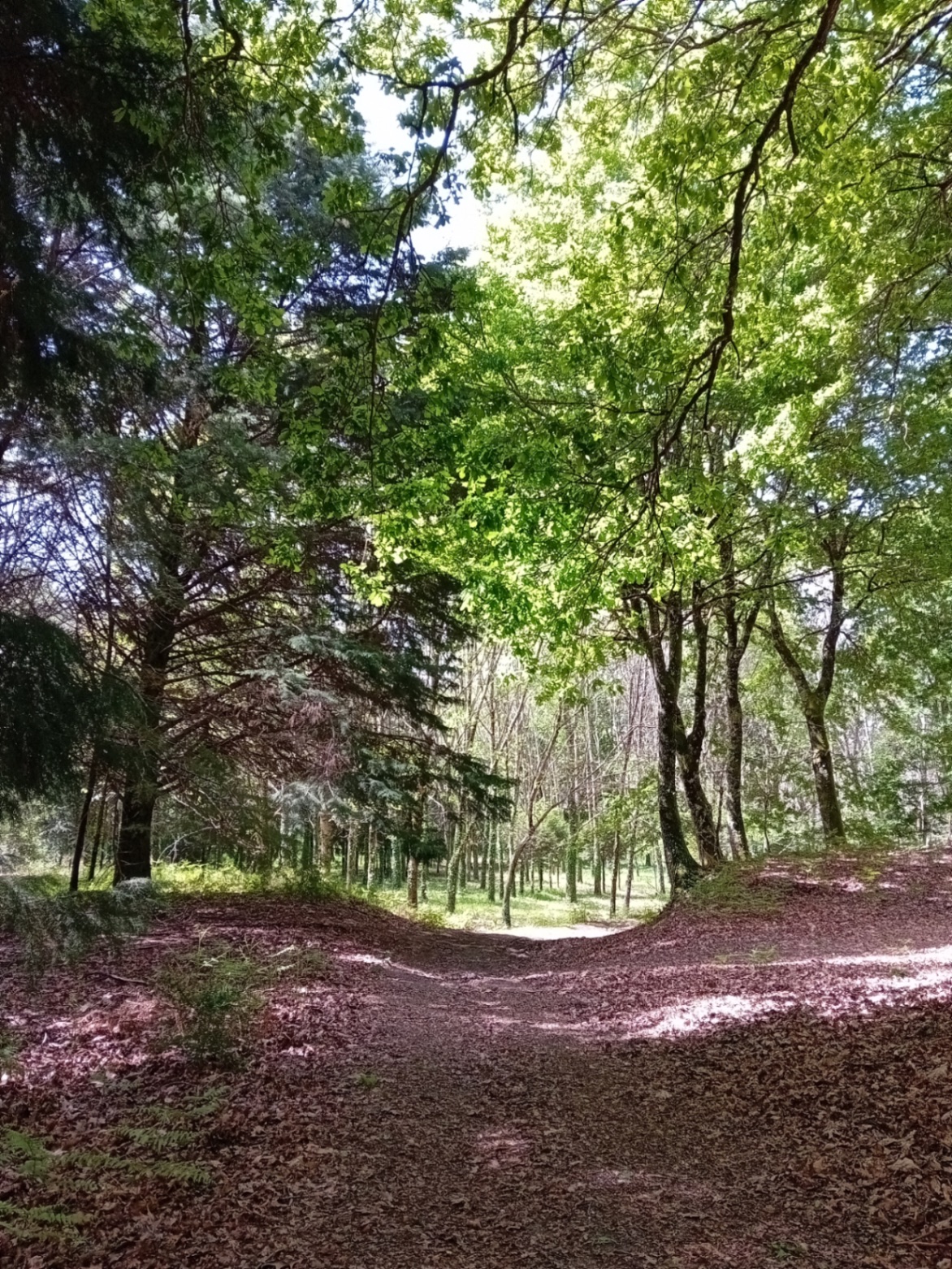 Quintans photo 7